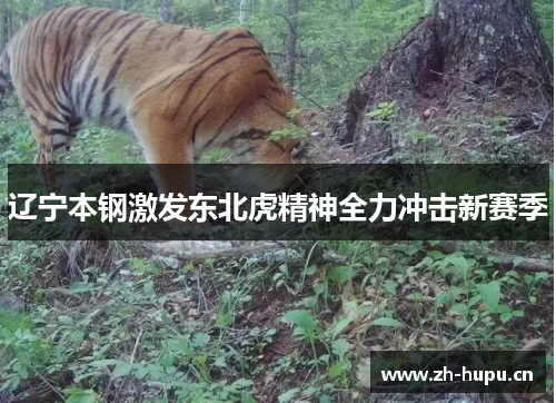 辽宁本钢激发东北虎精神全力冲击新赛季